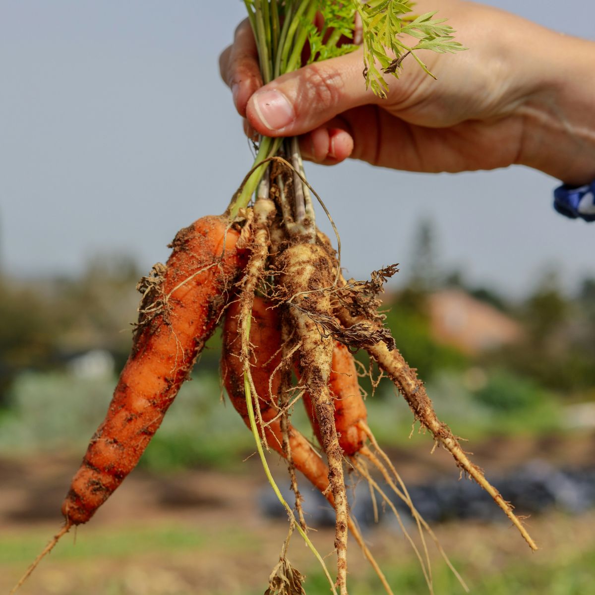 <strong>Organic Veg</strong>