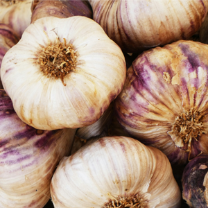 Organic Garlic