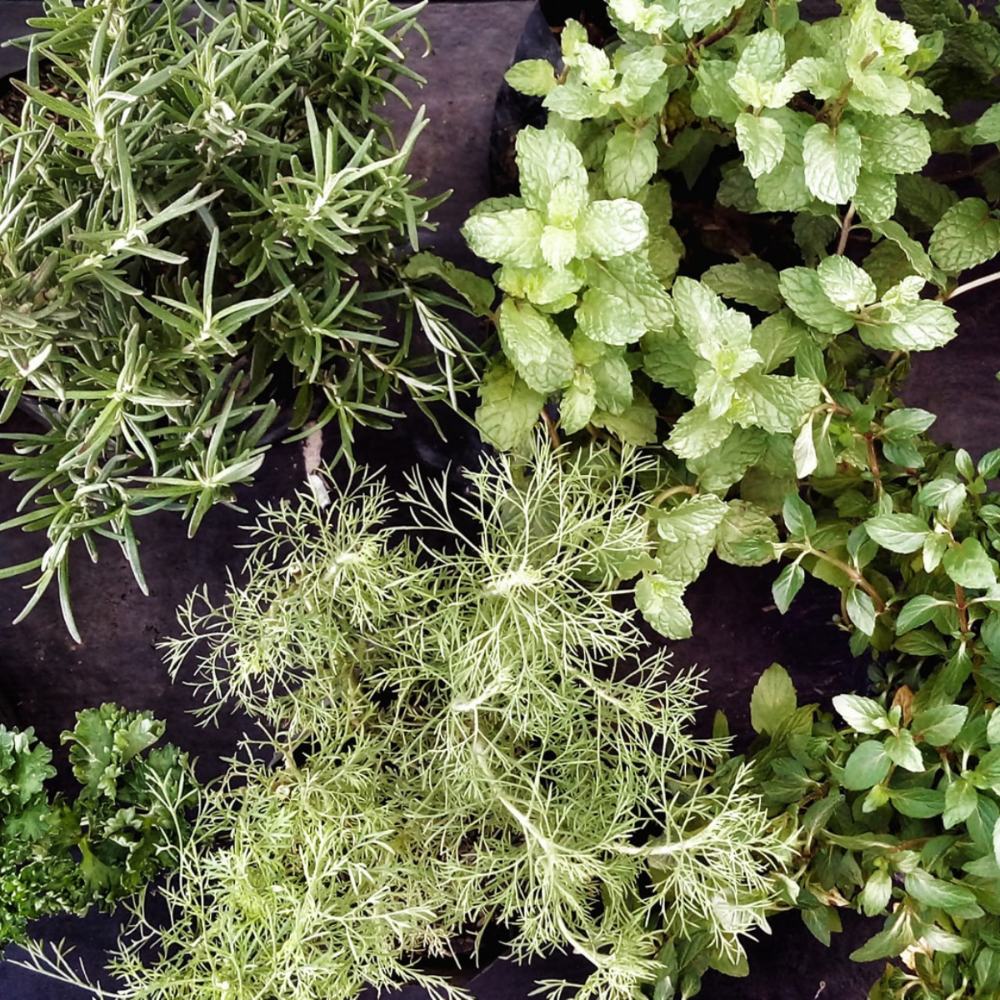 Herbs, Spices & Seasonings