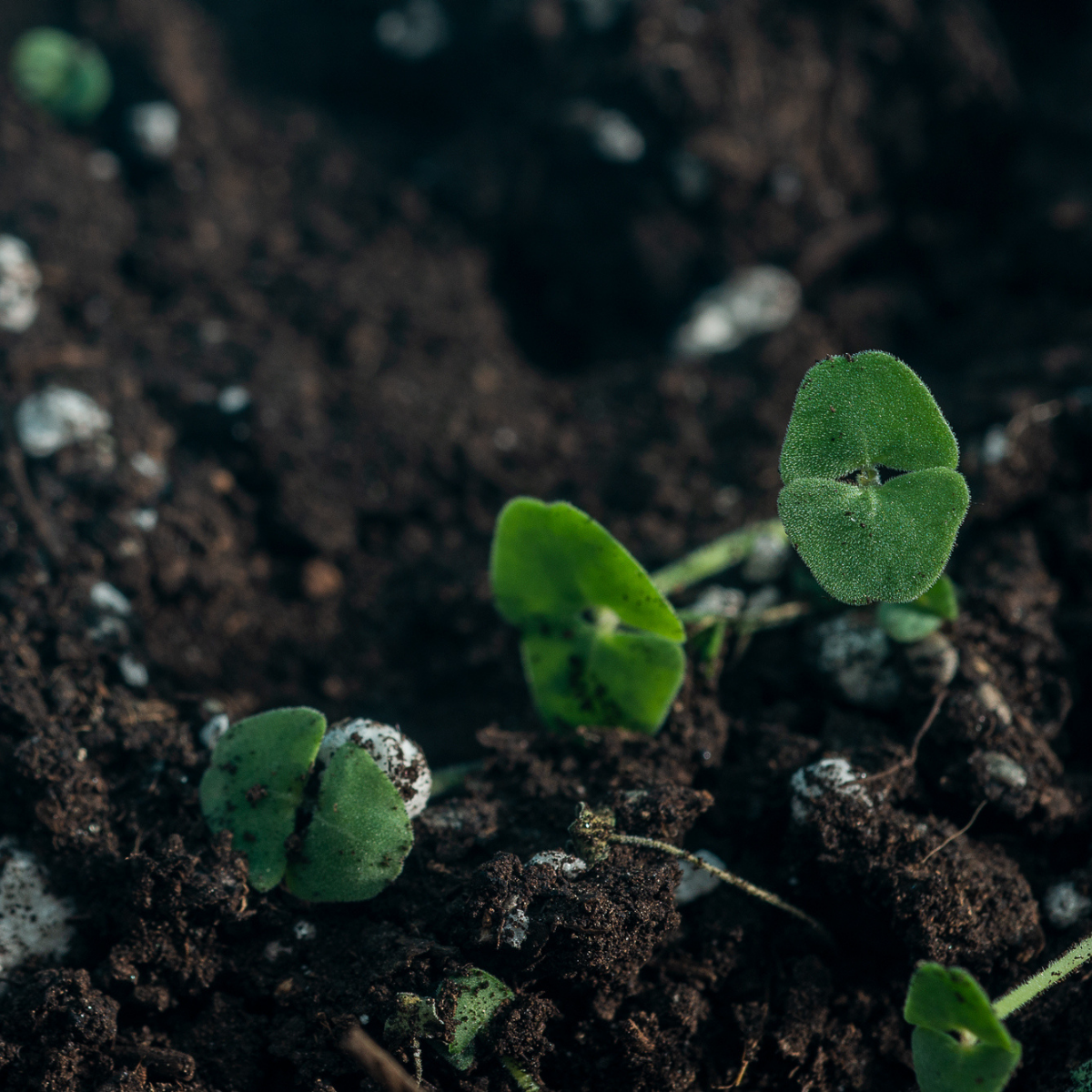 What Is The Soil Association?