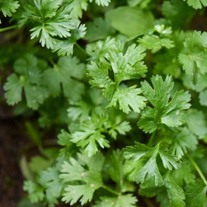 Coriander