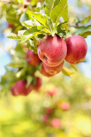 Organic Apple Cider Vinegar