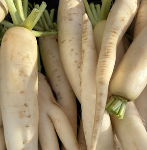 Organic Parsnips