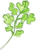 Organic Coriander Leaves